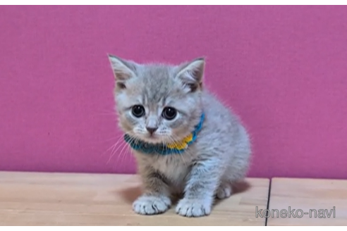 成約済の東京都のマンチカン-101312の5枚目